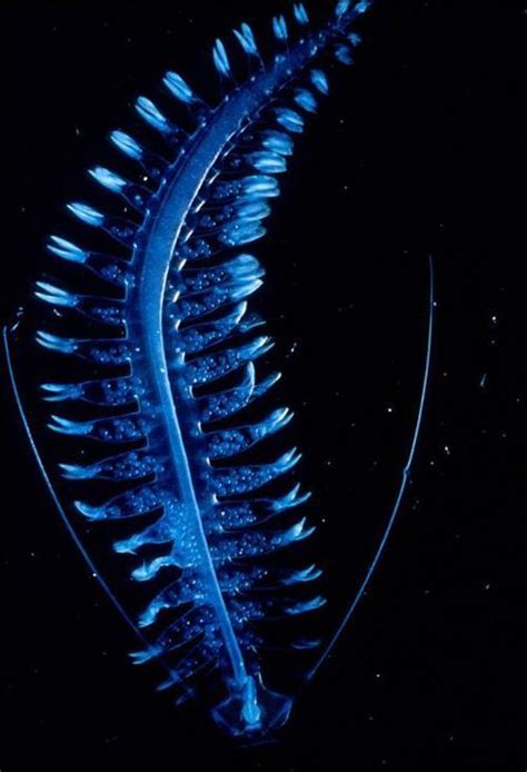Amazing Animals Pictures A Little Light In The Deep Sea