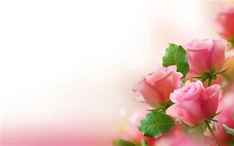 Unduh 88 Abstract Pink Rose Background Terbaru Hd Background Id