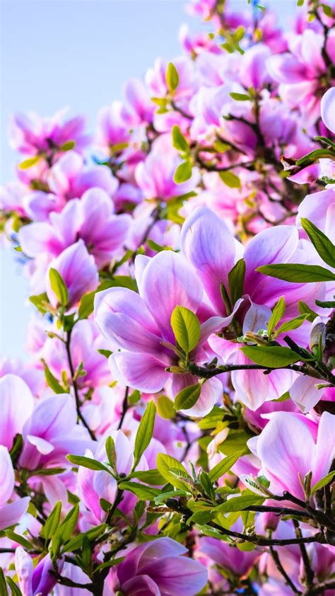 Pink Flowers Magnolia Spring 1080x1920 Iphone 8766s Plus Wallpaper