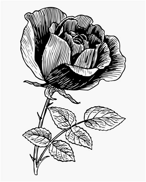 Rose Line Drawing Flower Drawing Is One Of My Very Favorite Pass