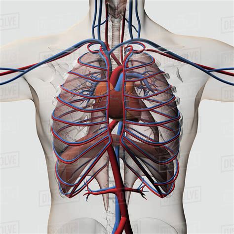 Diagram Rib Cage With Organs Human Rib Cage Anatomy Diagram With Red