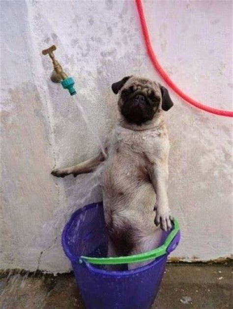 Funny Pug Pictures Dog Pictures Random Pictures Funny Babies Funny