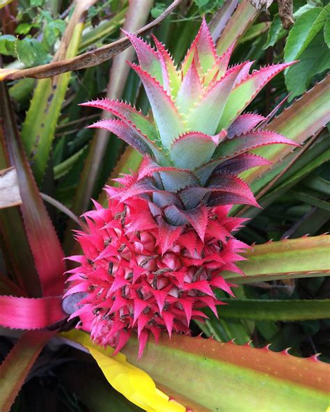 Pink Pineapples Exist And You Didn't Tell Me About It First | Brain Berries