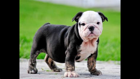 Both parents are on premises,all puppies come with akc full registration first round of akc english bulldog black tri dewormed, shots, 1year health guarantee $3200 located in pa , shipping available. Black Tri English bulldog puppies for sale Mauiexpo Kennel ...