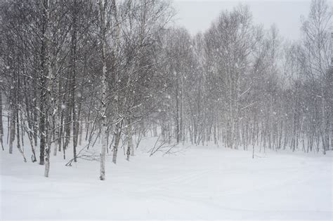 Winter Blizzard 5571 Stockarch Free Stock Photo Archive