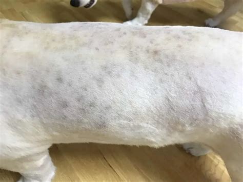What Causes Dark Spots On Dogs Skin Images And Photos Finder