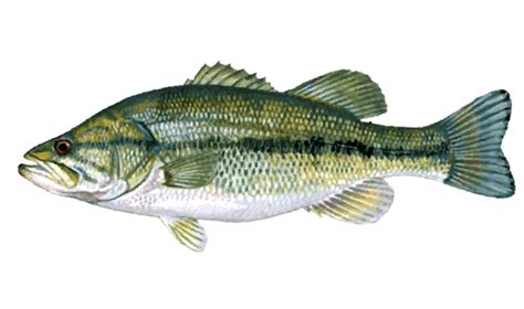 Bass Clipart Spotted Bass Bass Spotted Bass Transparent Free For