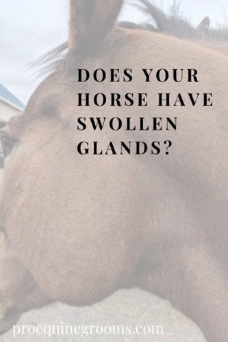 Swollen Glands Maybe In Horses Tips