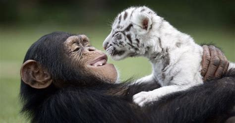 20 Unexpected Animal Friendships That Are Absolutely Adorable Bright Side