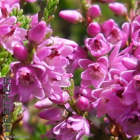 Flower essences specifically use flowers in bloom to make an essence. 14 Heather alcohol-free 20ml (Edis organic)