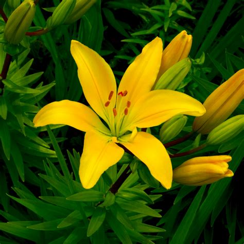 Lilium Asiatic Classic Joy Yellow Asiatic Lily