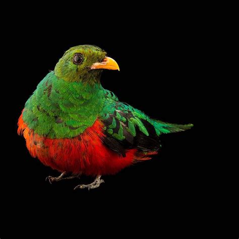 Instagram Photo Quetzal Animals And Pets