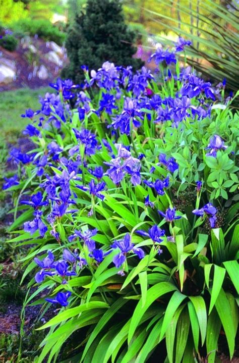 Learn About Iris Tectorum China Blue Roof Iris Perennial