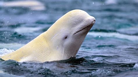 Newborn Beluga Whale
