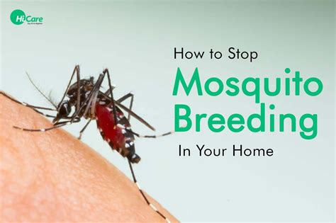 Top 5 Ways To Prevent Mosquito Breeding In Your Home Hicare