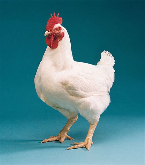 Contoh Proposal Usaha Peternakan Ayam Boiler - Dunia Proposal