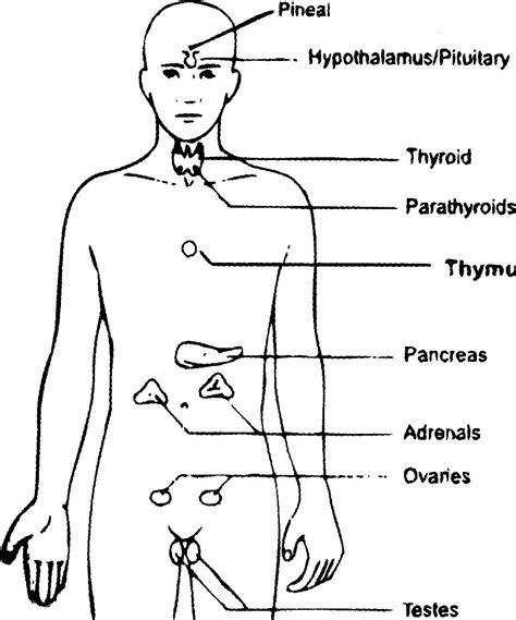 Jain Studies And Science: Energy Centres Of Body (II) Glands @ HereNow4U