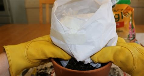 You could use either cacti or cactuses and still be correct. How to Repot a Cactus | My Garden Life