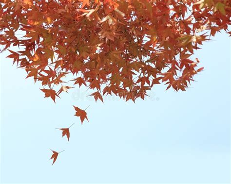 Falling Autumn Leaves Red Maples With Blue Sky Background Stock Photo