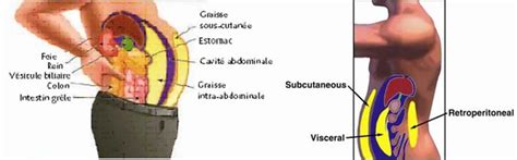 Comment se débarrasser de sa graisse abdominale ? Comment brûler la graisse de la région abdominale - Régime ...