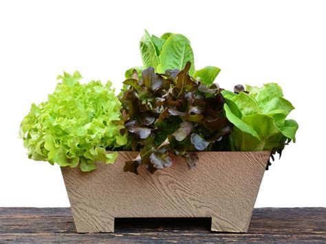 Tips For Growing Lettuce In Containers