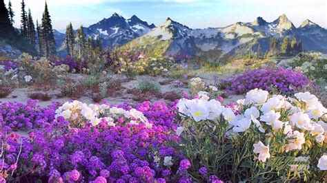 Check spelling or type a new query. Flowers of the Forest ~ Mike Oldfield - YouTube