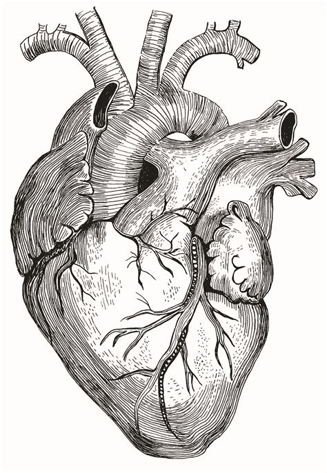 Anatomical Heart Drawing Human Heart Drawing Anatomical Heart Art