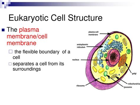 Eukaryotic Cell Membrane