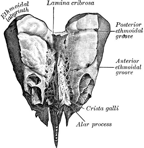 Ethmoid Bone From Above Clipart Etc