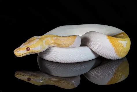 Albino Ball Python Care Sheet Price Breeding And Colors Everything