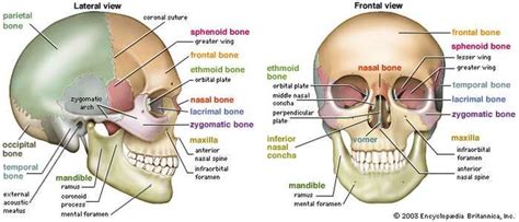 Skull Definition Anatomy And Function