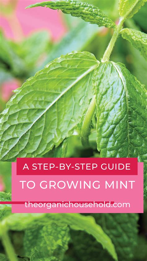 A Guide To Growing Mint Growing Mint Gardening For Beginners Mint Seeds