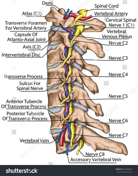 Cervical Spine Both Vertebral Arteries Transverse Stock Illustration