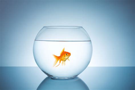 Is It Humane To Keep Goldfish In A Bowl Vet Help Direct