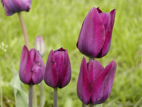 Tulipa Attila About