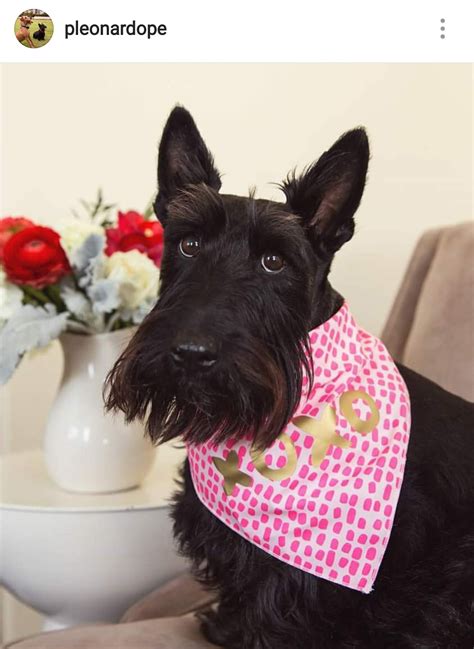 Scottie Mom Scottish Terriers Of Instagram