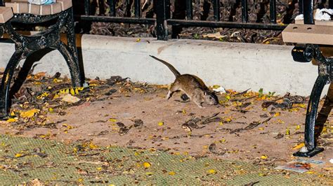 New York Rats Can Have The Coronavirus That Causes Covid According To A Study The New York