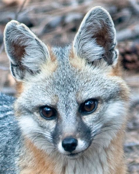 Gray Fox Urocyon Cinereoargenteus The Gray Fox Lives I Flickr