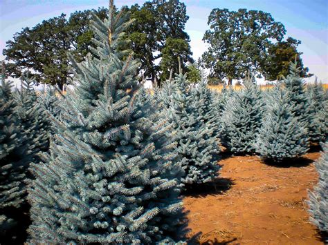 Bakers Blue Colorado Spruce Trees For Sale The Tree Center