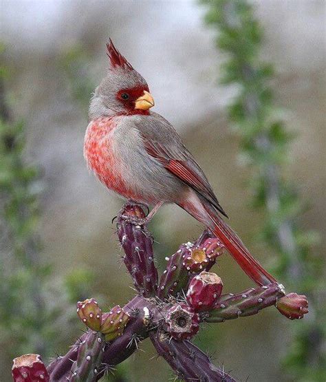 List 91 Pictures Pictures Of A Female Cardinal Stunning