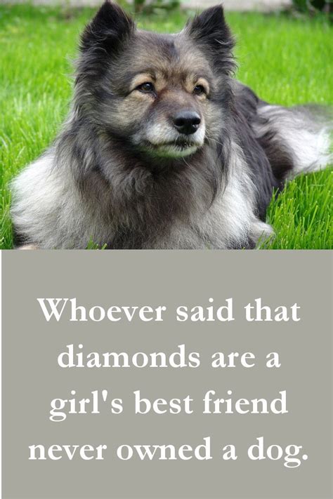 27 Beautiful Dog Quotes Some Touching Some Poignant