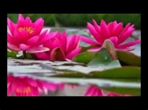Cassie, abigail, and joy learn the origins of the purple pouches of soil but this revelation brings more questions than answers. The real lotus flower in the pond - YouTube