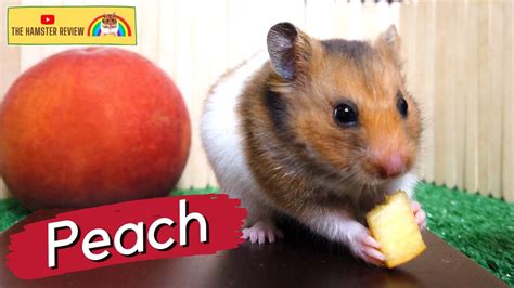 Hamster Eating Peach The Hamster Review 🐹 Animal Asmr Youtube
