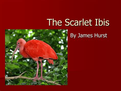 95 Best Ideas For Coloring Scarlet Ibis Full Text