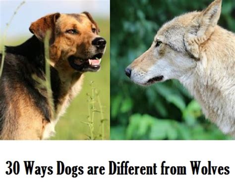 30 Fascinating Differences Between Wolves And Dogs Dog Discoveries