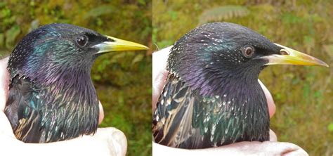 In addition, we detail the use of a. Common starling | New Zealand Birds Online