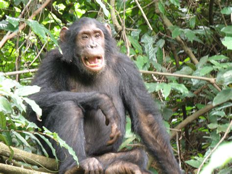 Check spelling or type a new query. A 'Must Do' Encounter with Chimpanzees - Saving Wild