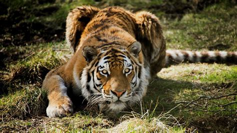 Tiger Hunting 1932979 Hd Wallpaper And Backgrounds Download