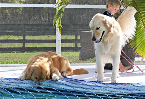 Pool Safety Equipment | Nets, Fences & Covers | Katchakid ...