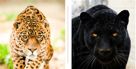 Difference Between Panther and Jaguar - On The Weblog